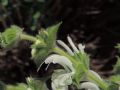 Salvia argentea